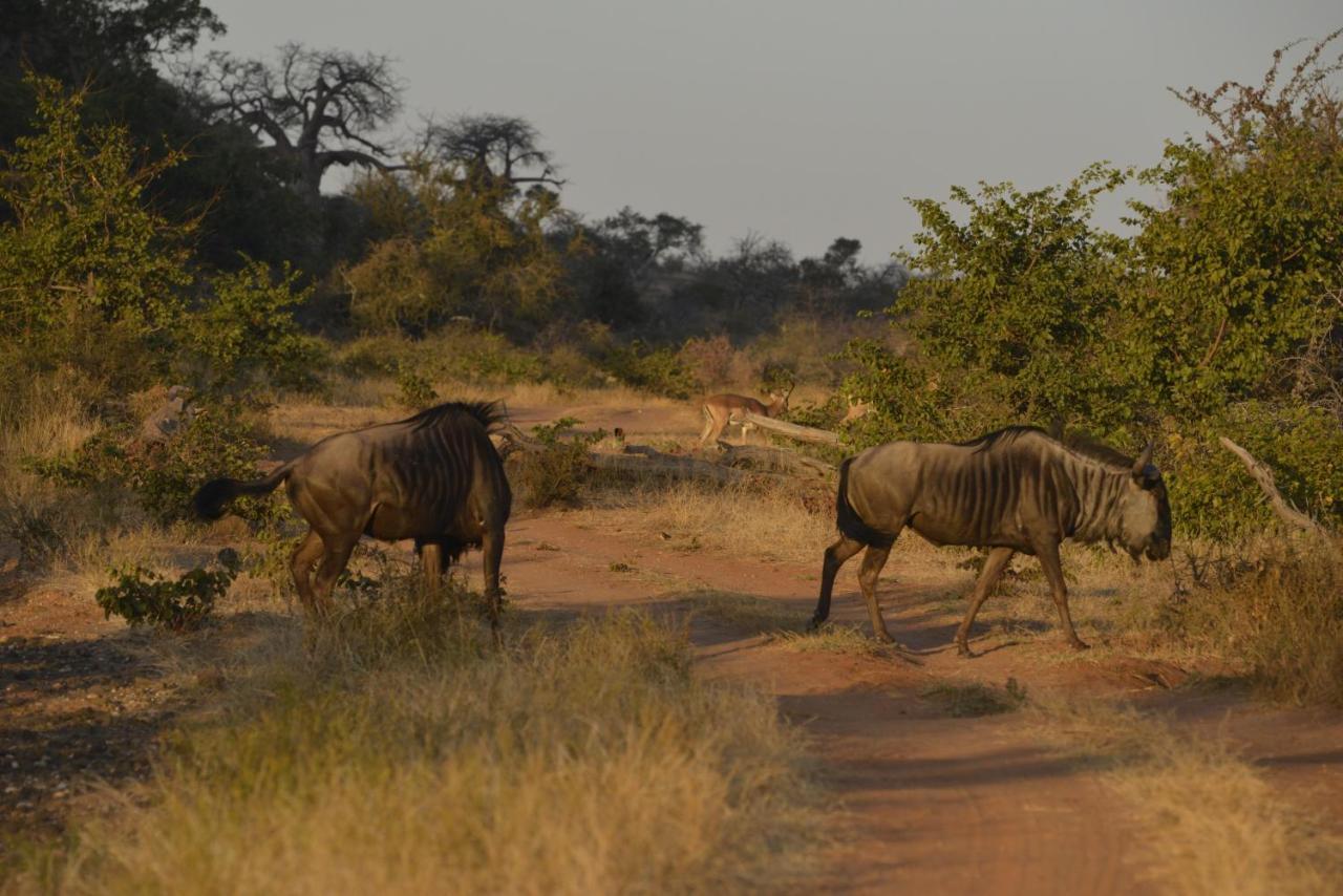 Iphofolo Lodge & Tented Camp Vivo Exterior photo